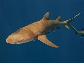 Lemon shark (Negaprion brevirostris) with a ship's keeper (Echeneidae) off Jupiter, Florida, USA,