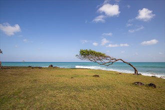 Nature in a special way, trees grow with the wind, on an open space by the sea, creating a unique