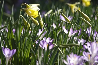 Daffodils and crocuses in a meadow, February, Germany, Europe