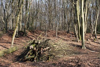 Wood clearing in the forest, forest dieback, storm damage, Lower Rhine, North Rhine-Westphalia,