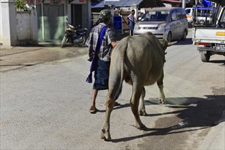 Man leading a water buffalo on a busy city street, Pindaya, Inle Lake, Myanmar, Asia