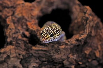 Leopard gecko (Eublepharis macularius), adult, portrait, looks out of burrow, captive