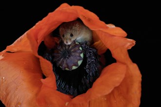 Common harvest mouse, (Micromys minutus), adult, on corn poppy, flower, foraging, at night,