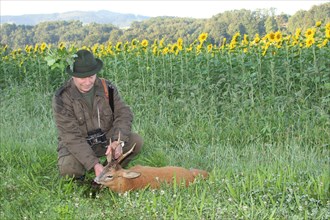Hunter with an old european roe deer (Capreolus capreolus) in front of a field of sunflowers