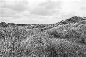 High-contrast black and white image of a dune landscape with grass cover