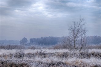 Winter landscape with frost-covered bushes and bare trees under a cloudy sky, Zwillbrocker Venn,