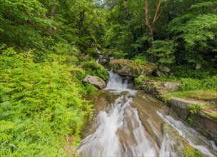 A tranquil stream gently flowing over a rocky bed in a verdant forest, in South Korea