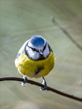 Blue Tit, Cyanistes Caeruleus, bird in forest