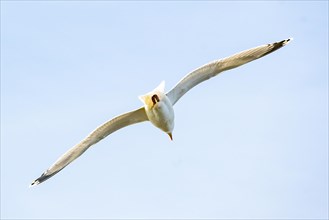 A white seagull with spread wings flies in front of a clear blue sky, Veere, Zeeland, Netherlands