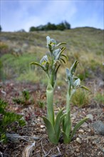 Porcelain orchid (Chloraea magellanica) in Perito Moreno National Park, Patagonia, Argentina, South