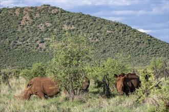 White rhinoceros (Ceratotherium simum), Madikwe Game Reserve, North West Province, South Africa,