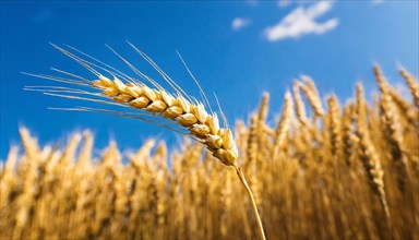AI generated, A single ear of wheat in the cornfield, Wheat, Ear of wheat