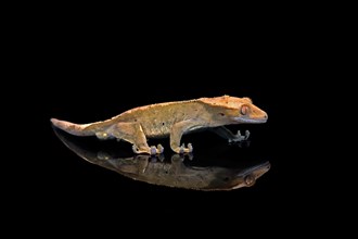 New Caledonian eyelash gecko (Correlophus ciliatus), adult, captive, New Caledonia, Oceania