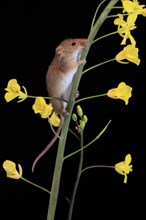 Eurasian harvest mouse (Micromys minutus), adult, two, pair, on plant stem, flowering, foraging, at