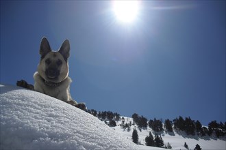 A dog sitting on a snowy slope under a bright sun with clear blue sky, Amazing Dogs in the Nature