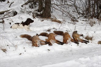 Red fox (Vulpes vulpes) shot foxes with hunting dog small Muensterlaender in the snow, Allgaeu,