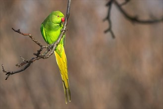 A vibrant green parrot perches on a tree branch with a softly blurred background, Psittacula