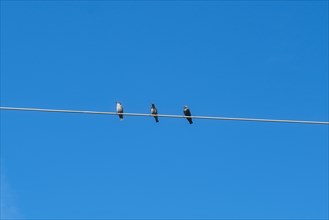 Songbirds (Passeri) on a high-voltage power line, North Rhine-Westphalia, Germany, Europe