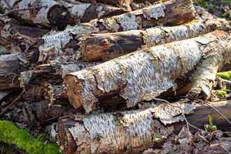 Pile of birch wood with striking white bark in nature