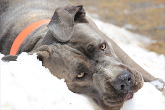 A close-up of a brown dog resting on snow, wearing a red collar, Amazing Dogs in the Nature