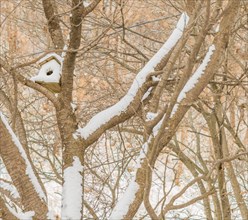 A birdhouse on a snow-covered tree branch in a tranquil setting, in South Korea