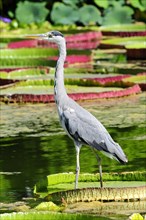 A grey heron (Ardea cinerea) stands on water lily leaves in the water next to aquatic plants,
