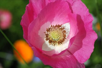 A pink poppy flower (Papaver rhoeas), with a white centre in close-up, Stuttgart,
