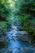 Shallow man made stream through recreational forest on sunny summer morning in South Korea