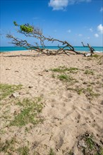 Nature in a special way, a secluded bay with a sandy beach and turquoise blue sea. In the sand lies