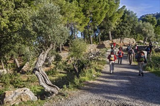 Group of hikers walking on a path lined with trees and stone walls, Hiking tour from Estellences to