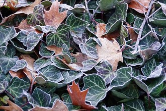 Ivy, leaves with hoarfrost, winter, Germany, Europe
