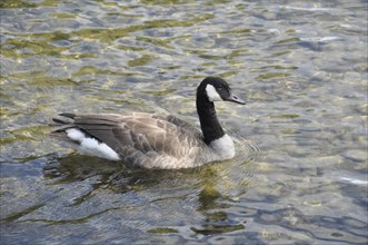 Canada goose in Moret sur Loing