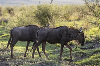 Blue wildebeest (Connochaetes taurinus), Madikwe Game Reserve, North West Province, South Africa,