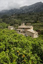 Village in the mountains with citrus plantations, Fornalutx, Soller, Serra de Tramuntana, Majorca,