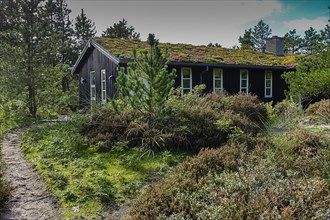 A secluded wooden house surrounded by trees and a path leading to the door Skiveren North Jutland