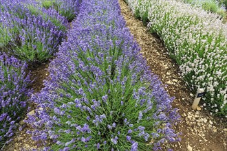 Lavender (Lavandula), lavender field on a farm, different varieties, blue and white, Cotswolds