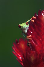 Red-eyed tree frog (Agalychnis callidryas), adult, on bromeliad, portrait, captive, Central America