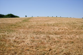 A dry field with yellow grass under the summer heat