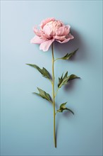 Single pink peony flower on blue background. KI generiert, generiert AI generated