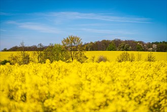 A yellow rapeseed field under a clear blue sky with some trees in the background, rapeseed,