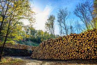 Sunlit woodpile at the edge of the forest on a sunny autumn day, Bergisches Land, North