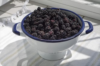 Blackberries, enamel, blue, white, sieve, carbon copy, rag rug, Lueneburg, Lower Saxony, Germany,