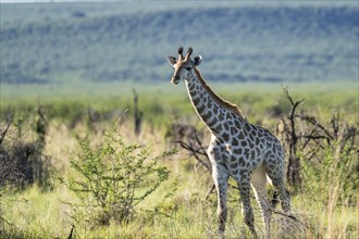 Southern giraffe (Giraffa giraffa) baby, Madikwe Game Reserve, North West Province, South Africa,