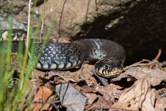 Grass snake (Natrix natrix) at a cliff in the spring sunshine