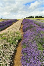 Lavender (Lavandula), lavender field on a farm, different varieties, good summer weather, Cotswolds