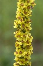 Great mulleins (Verbascum thapsus), Bavaria, Germany, Europe