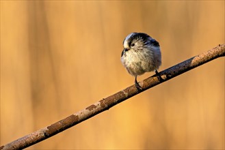 A small bird perched on a branch with a warm brown bokeh background, Aegithalos caudatus,