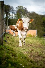 A curious cow on a green pasture approaches the camera, Wuelfrath, Mettmann, North Rhine-Westphalia