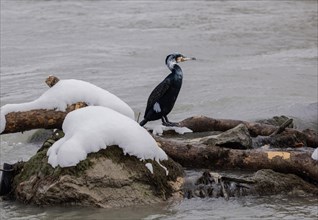 Great cormorant (Phalacrocorax carbo) on wood in the river