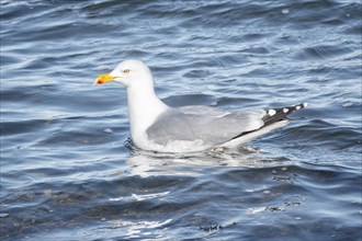 A seagull swims relaxed on the surface of the blue water